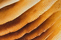 Honey bee (Apis mellifera) uninhabited wild honeycomb, Germany, November.