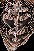 Median wasp (Dolichovespula media) cross section of nest showing combs, Hessen, Germany, April.
