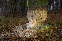 Eurasian beaver (Castor fiber albicus) tree damage, Spessart, Germany, November.