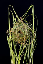 Harvest mouse (Micromys minutus) nest from Europe.
