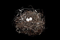 Eurasian Collared-dove (Streptopelia decaocto) nest built from wire collected at a nearby junkyard, in collection at State Museum of Natural History Stuttgart / Staatliches Museum fr Naturkunde Stuttg...