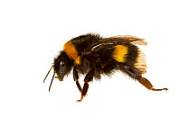 Garden bumblebee (Bombus hortorum) Genova, Liguria, Italy. Meetyourneighbours.net project