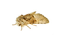 Noctuid moth (Colcasia coryli) Genova, Liguria, Italy. Meetyourneighbours.net project