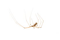 Cellar spider (Pholcus phalangioides) Genova, Liguria, Italy. Meetyourneighbours.net project