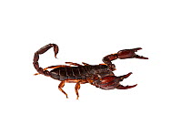 Small wood-scorpion (Euscorpius concinnus) Genova, Liguria, Italy.  Meetyourneighbours.net project
