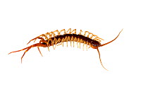 Centipede (Eupolybothrus grossipes) Monte Zatta, Liguria, Italy. Meetyourneighbours.net project