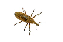 Weevil beetle (Lixus sp.) Crete, Greece. Meetyourneighbours.net project