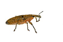 Weevil beetle (Lixus sp.) Crete, Greece. Meetyourneighbours.net project