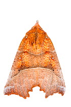 Cave moth (Scoliopterix libatrix) adult, Busalla, Italy, February. Meetyourneighbours.net project