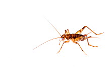 Cave cricket (Petaloptila andreini) subadult female, Busalla, Italy, February. Meetyourneighbours.net project