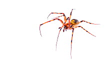 Cave spider (Meta menardi) adult male, Busalla, Italy, February. Meetyourneighbours.net project