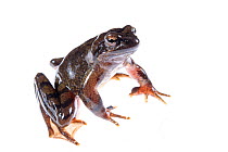 Italian stream frog (Rana italica) adult, Italy, February. Meetyourneighbours.net project