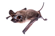 European free-tailed bat (Tadarida teniotis) Rome, Italy, November. Meetyourneighbours.net project