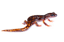 Lungless cave salamander (Speleomantes strinatii) adult, Italy, November. Meetyourneighbours.net project