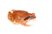 Italian stream frog (Rana italica) adult, Italy, November. Meetyourneighbours.net project