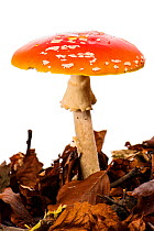 Fly agaric (Amanita muscaria) Antola regional park, Italy, November. Meetyourneighbours.net project