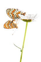 Spotted Fritillary butterfly (Melitaea didyma) mating pair on daisy, Italy, June. Meetyourneighbours.net project