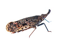Lantern bug (Fulgoridae sp.) Botswana, April. Meetyourneighbours.net project