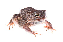 African common toad (Amietophrynus regularis) adult male, Botswana, April. Meetyourneighbours.net project