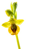 Yellow Ophrys (Ophrys lutea) San Bartolomeo al Mare, Italy. Meetyourneighbours.net project
