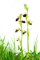 Bee orchids (Ophrys incubacea) Matera, Italy. Meetyourneighbours.net project