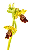 Bee orchid (Ophrys forestieri) Imperia, Italy, March. Meetyourneighbours.net project
