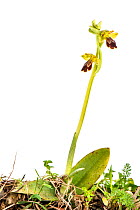 Bee orchid (Ophrys forestieri) Imperia, Italy, March. Meetyourneighbours.net project
