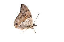 Butterfly (Prepona sp.) Surama, Guyana. Meetyourneighbours.net project