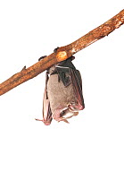 Leaf nosed bat (Stenodermatinae sp.) resting, Iwokrama, Guyana. Meetyourneighbours.net project