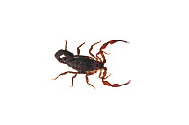 Scorpion (Buthidae) Iwokrama, Guyana. Meetyourneighbours.net project