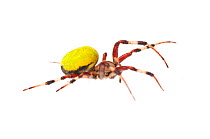 Neotropical orbweavern spider (Eriophora sp.) Surama, Guyana. Meetyourneighbours.net project