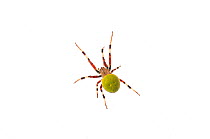 Neotropical orbweaver spider (Eriophora sp.) Surama, Guyana. Meetyourneighbours.net project