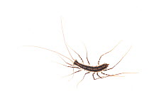 Centipede (Myriapoda) Surama, Guyana. Meetyourneighbours.net project