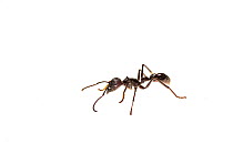 Bullet ant (Paraponera clavata) Surama, Guyana. Meetyourneighbours.net project