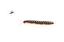 Millipede (Myriapoda) and Mosquito (Diptera) Surama, Guyana. Meetyourneighbours.net project