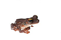 Manaus slender-legged tree frog (Osteocephalus taurinus) Iwokrama, Guyana. Meetyourneighbours.net project