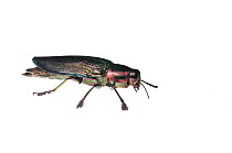 Metallic ceiba borer beetle (Euchroma gigantea) Iwokrama, Guyana. Meetyourneighbours.net project