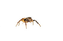 Jumping spider (Salticidae) Iwokrama, Guyana. Meetyourneighbours.net project