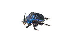 Amazon giant Scarab beetle (Coprophaneus lancifer) Iwokrama, Guyana. Meetyourneighbours.net project