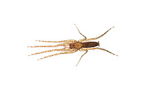 Spider (Arachnidae) Iwokrama, Guyana. Meetyourneighbours.net project