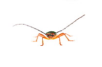 Long-horn beetle (Cerambycidae) Iwokrama, Guyana. Meetyourneighbours.net project
