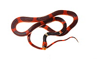 Calico snake (Oxyrhopus occipitalis) Iwokrama, Guyana. Meetyourneighbours.net project