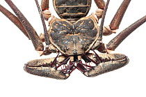 Tailless whip scorpion (Heterophrynus sp.) close up, Iwokrama, Guyana. Meetyourneighbours.net project