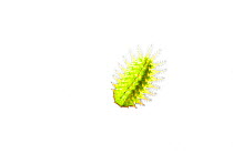 Slug moth caterpillar (Limacodidae) Iwokrama, Guyana. Meetyourneighbours.net project