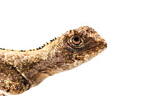 Mop-headed lizard (Uranoscodon superciliosus) portrait, Surama, Guyana. Meetyourneighbours.net project