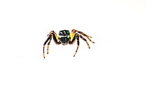 Jumping spider (Salticidae) Kanuku Mountains, Guyana. Meetyourneighbours.net project