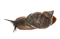 Terrestrial snail (Gastropoda) Iwokrama, Guyana. Meetyourneighbours.net project