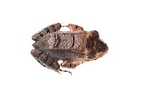 Knudsen's jungle frog (Leptodactylus knudseni) Kanuku Mountains, Guyana. Meetyourneighbours.net project