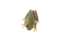 Emerald-eyed treefrog (Hypsiboas crepitans) Iwokrama, Guyana. Meetyourneighbours.net project