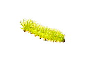 Emperor moth caterpillar (Automeris sp.) Iwokrama, Guyana. Meetyourneighbours.net project